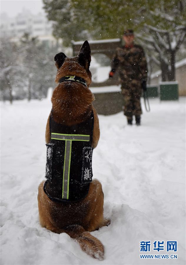 #(圖片故事)(5)萌犬·奇兵·戰友
