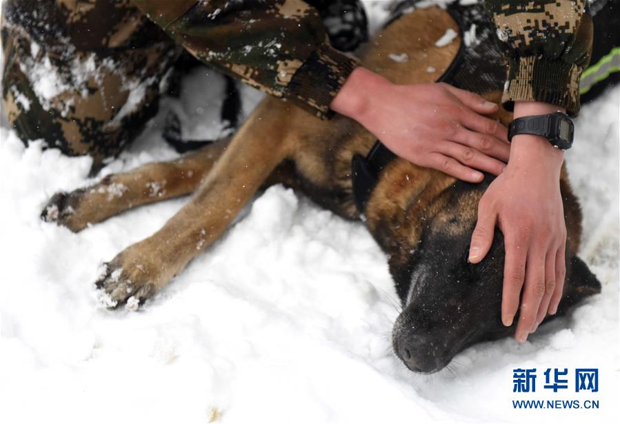 #(圖片故事)(7)萌犬·奇兵·戰友