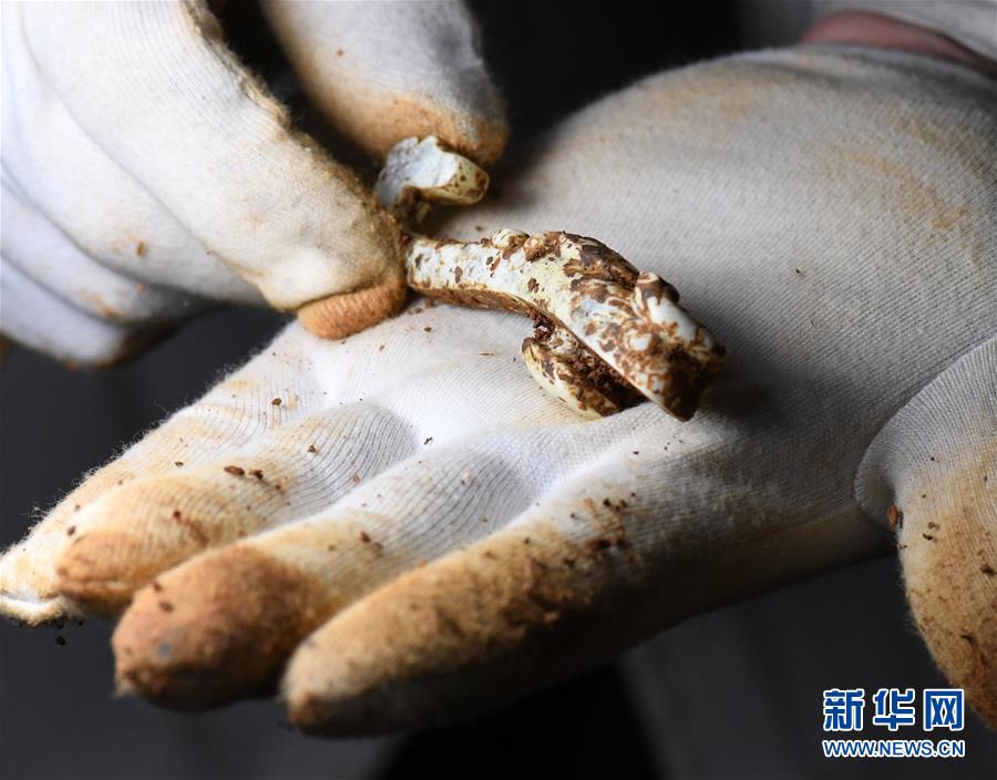 （文化）（4）海昏侯墓園五號墓主棺內(nèi)提取出精美玉器