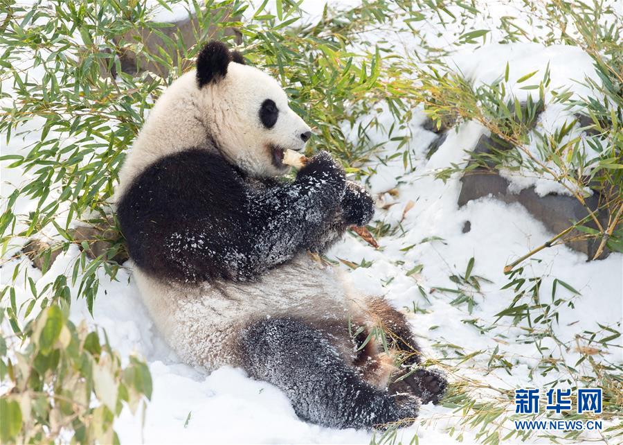 #(環境)(3)熊貓“戲”雪