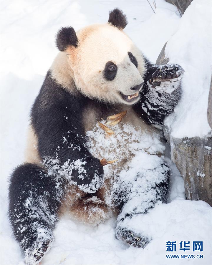 #(環境)(4)熊貓“戲”雪