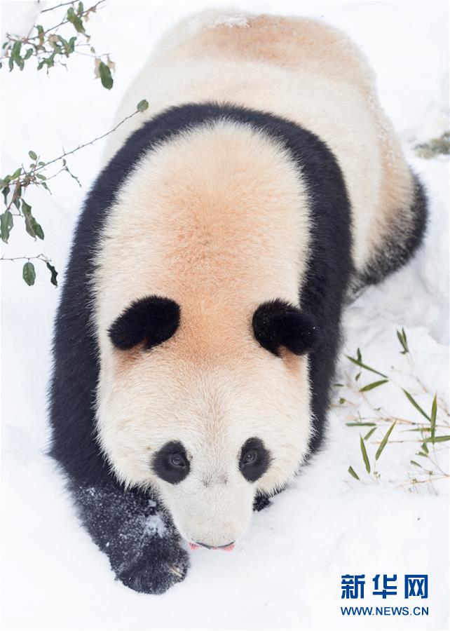 #(環境)(5)熊貓“戲”雪