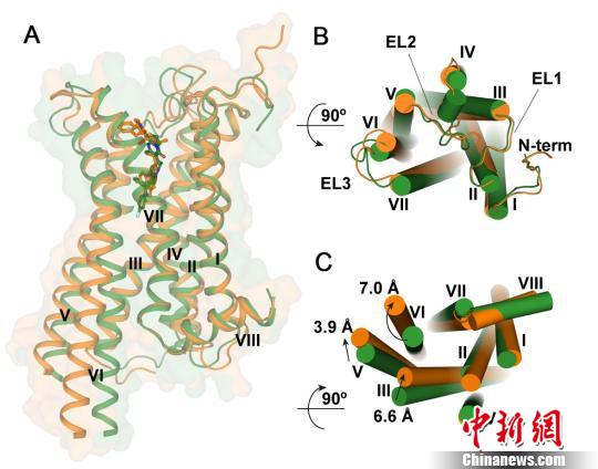 科學家揭秘人體細胞“信號兵”有助治療肥胖等