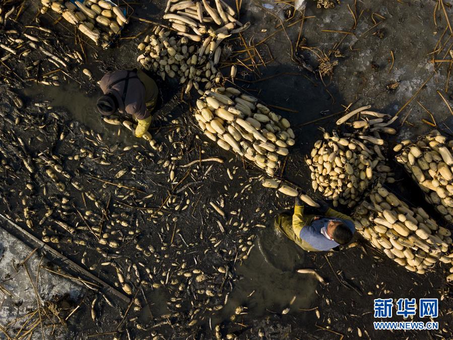 (新春走基層)(8)白洋淀深冬挖藕人