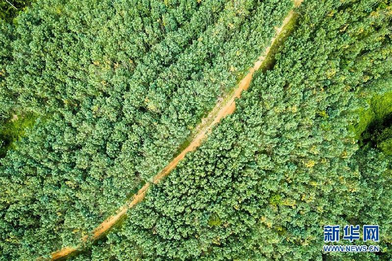 （國際）（1）心中有樹，共生共榮——走進馬來西亞婆聯木業永續性森林保護區