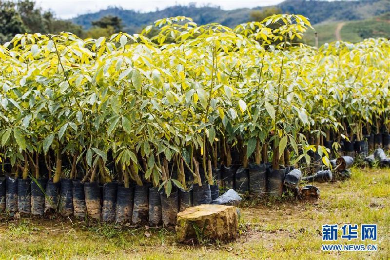（國際）（3）心中有樹，共生共榮——走進馬來西亞婆聯木業永續性森林保護區