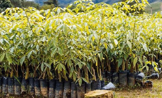 （國際）（3）心中有樹，共生共榮——走進馬來西亞婆聯木業永續性森林保護區