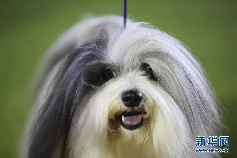 (國際)(3)紐約“名犬秀”