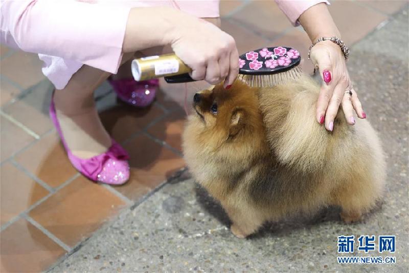 (國際)(5)紐約“名犬秀”
