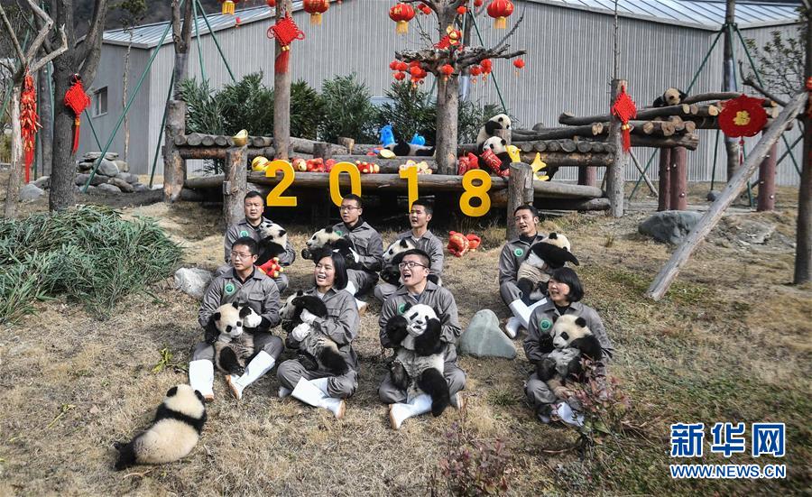 (新春走基層)(2)大熊貓寶寶賀新春