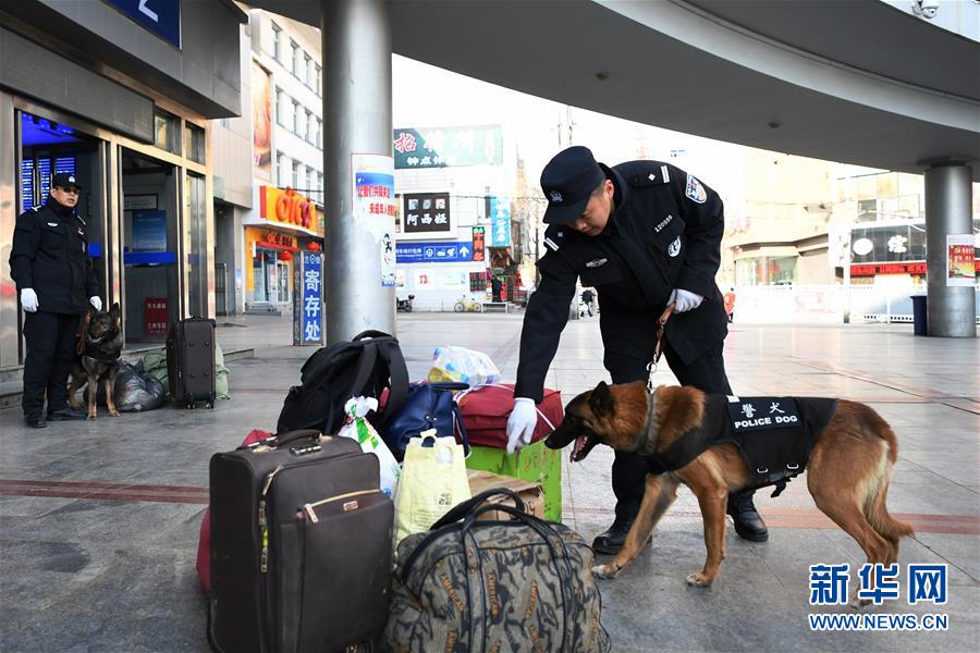 (新春走基層)(2)警犬“虎子”的新春第一班崗