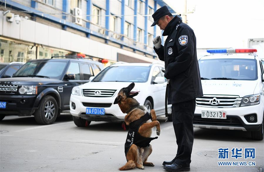 (新春走基層)(5)警犬“虎子”的新春第一班崗