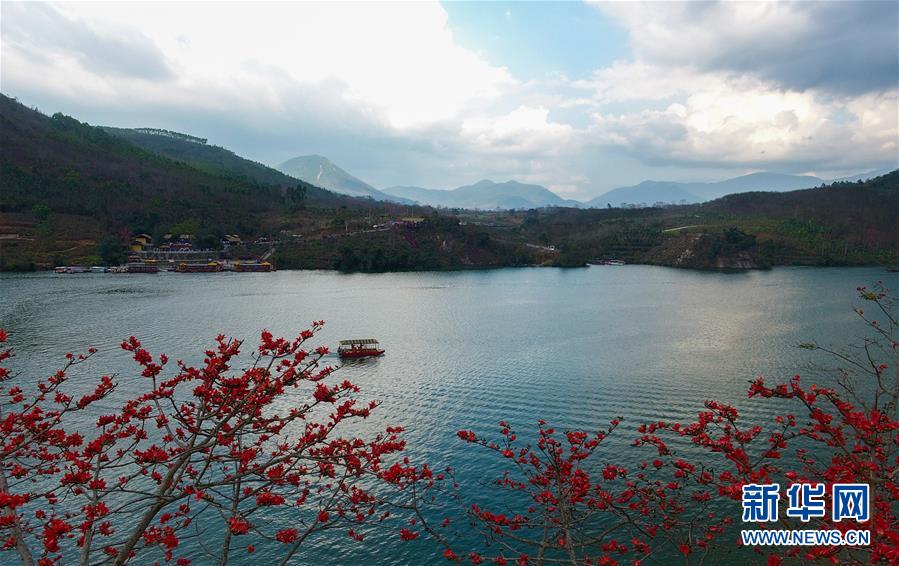 (環境)(2)層林盡染木棉紅