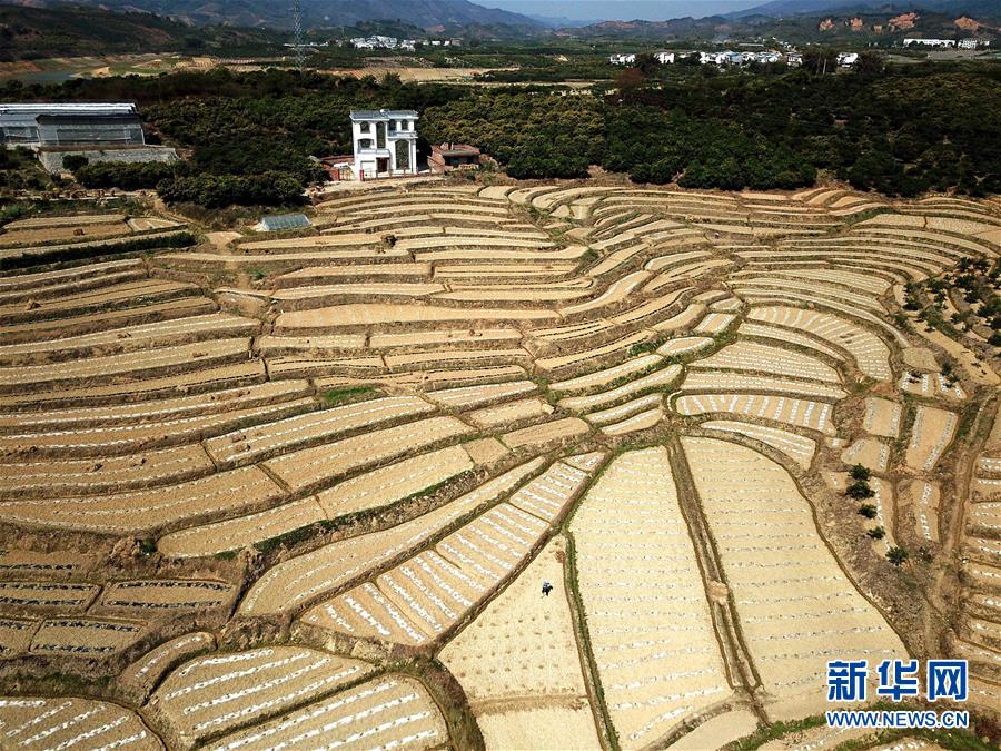 (美麗中國)(3)飛閱百色早春瓜園