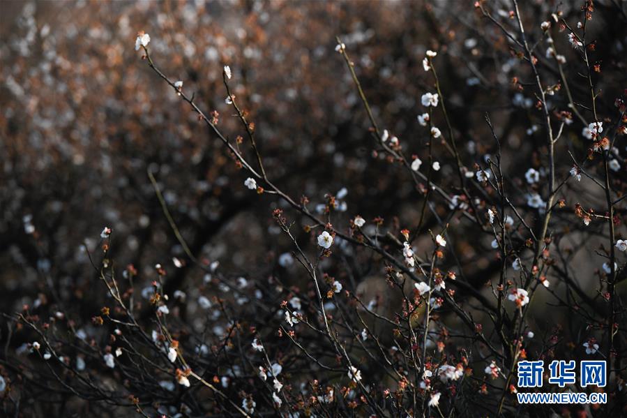 (美麗中國)(5)浙江湖州:千畝梅園“香雪海”