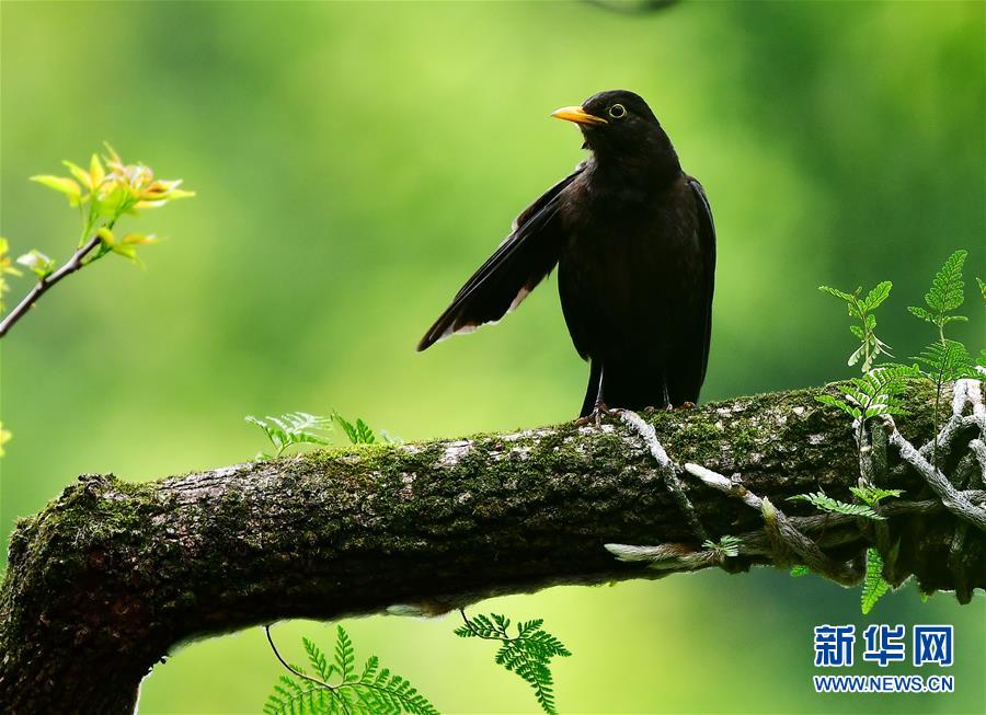 （新華網(wǎng)）（2）古樹，春鳥