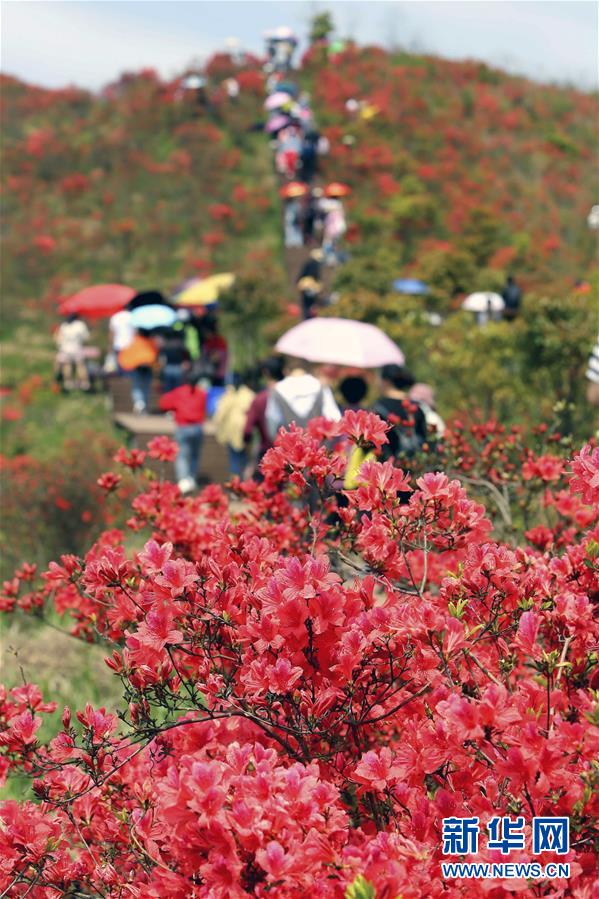 #(環境)(4)花開在四月