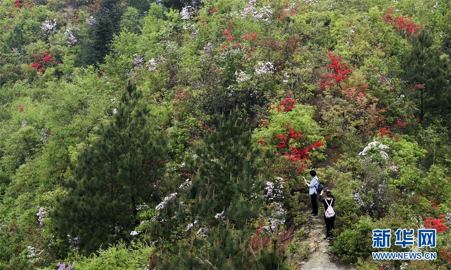 #(環境)(1)花開在四月
