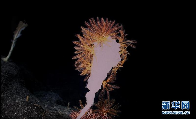 （XHDW）（6）西太平洋的“海底花園”