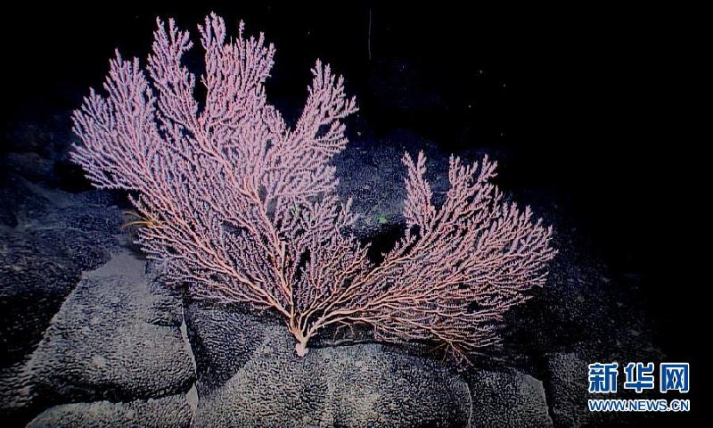 （XHDW）（1）西太平洋的“海底花園”