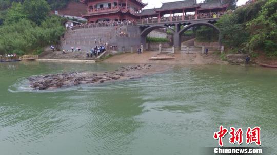四川蓬安觀“百牛渡江”壯觀場景數萬游客引頸圍觀