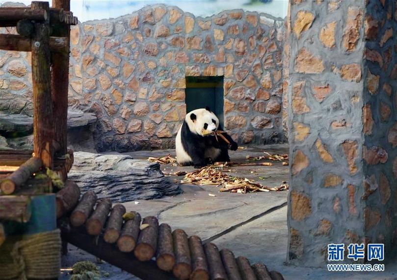 （社會(huì)）（3）四只大熊貓“做客”河北