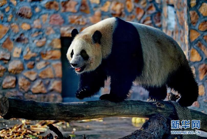 （社會(huì)）（4）四只大熊貓“做客”河北