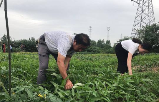湖北京山“共享菜地”盤活土地資源（圖）