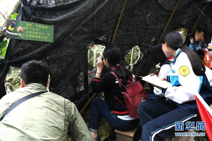 （新華全媒頭條·圖文互動）（3）與鳥兒共生共榮的村莊