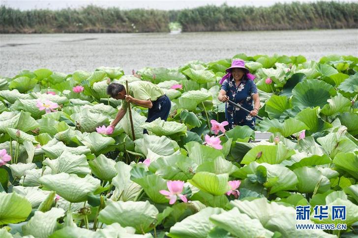 (經濟)(1)江蘇泗洪:水上建“牧場” 生態又富民