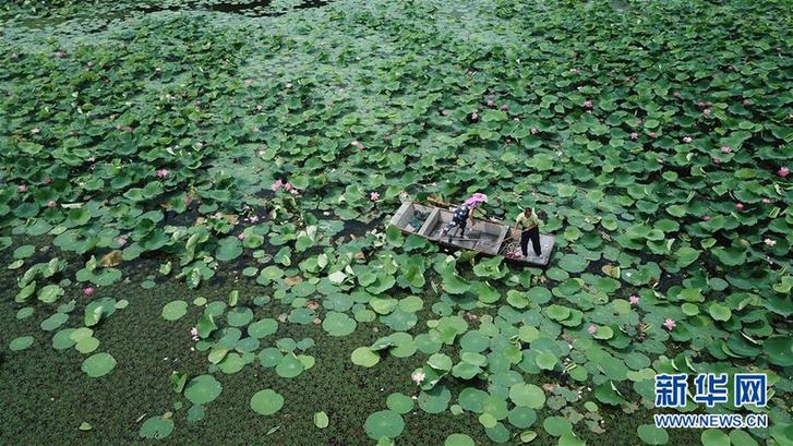 (經濟)(3)江蘇泗洪:水上建“牧場” 生態又富民