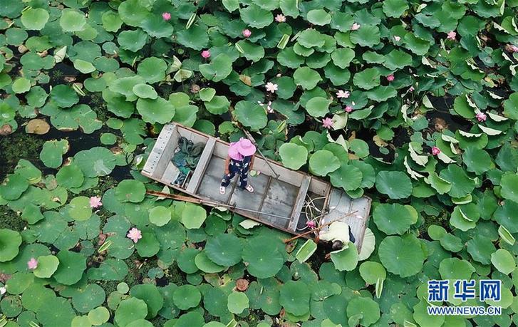 (經濟)(4)江蘇泗洪:水上建“牧場” 生態又富民