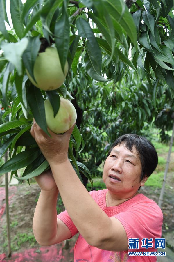 (經濟)(3)江蘇無錫:蜜桃飄香