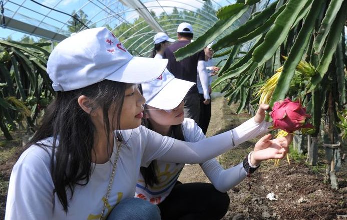 前洋村農(nóng)業(yè)采摘走“高端”體驗(yàn)之路