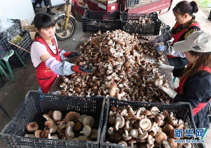 （經濟）（3）云南尋甸：食用菌種植帶動農民脫貧增收