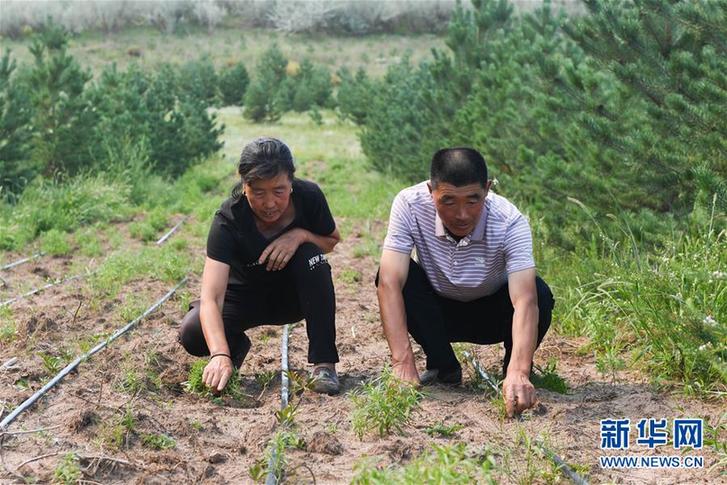 (圖片故事)(10)治沙夫妻的幸福生活