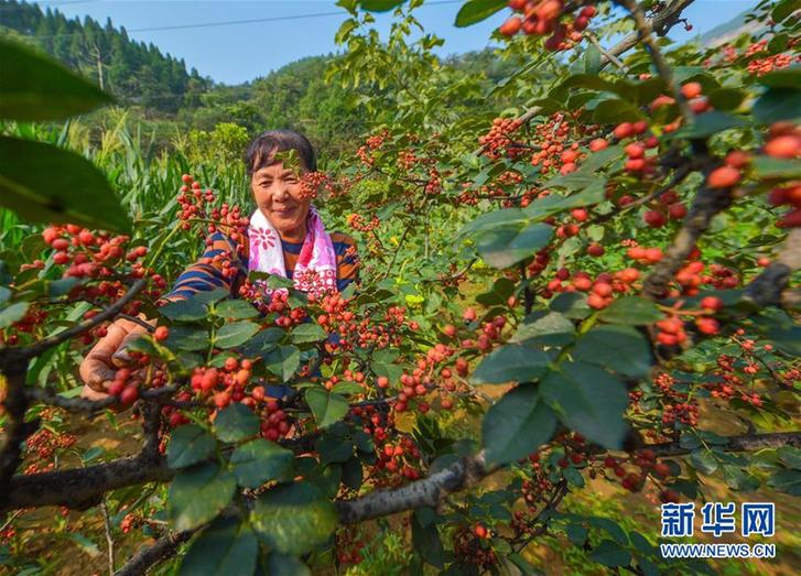 （經濟）（2）河北涉縣：花椒產業鋪就致富路
