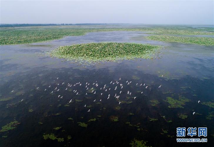 (美麗中國)(2)看今日洪湖:鷗鳥翔集 萬荷飄香