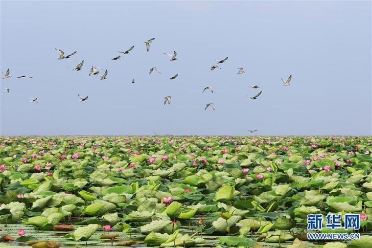 (美麗中國)(10)看今日洪湖:鷗鳥翔集 萬荷飄香