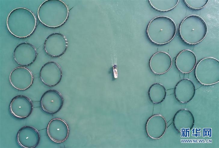 （美麗中國）（1）東海“海上牧場”迎豐收