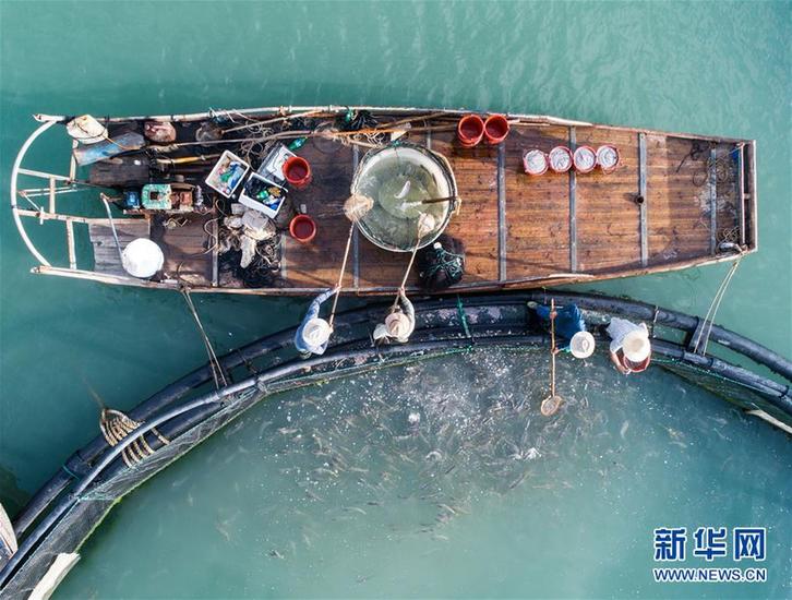 (美麗中國)(7)東海“海上牧場”迎豐收