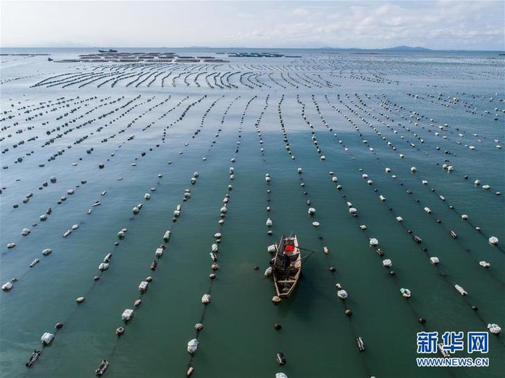 (美麗中國)(8)東?!昂I夏翀觥庇S收