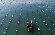 （美麗中國）（8）東海“海上牧場”迎豐收