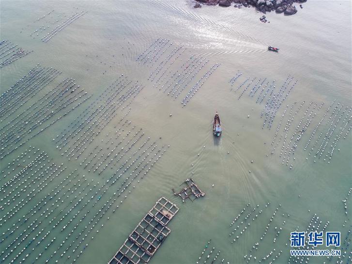 (美麗中國)(12)東海“海上牧場”迎豐收