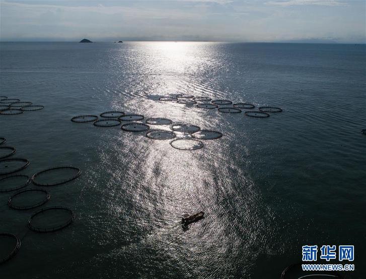 (美麗中國)(13)東海“海上牧場”迎豐收