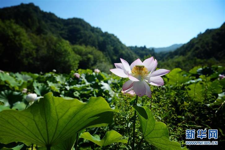 （環(huán)境）（3）高山芙蕖映日開(kāi)