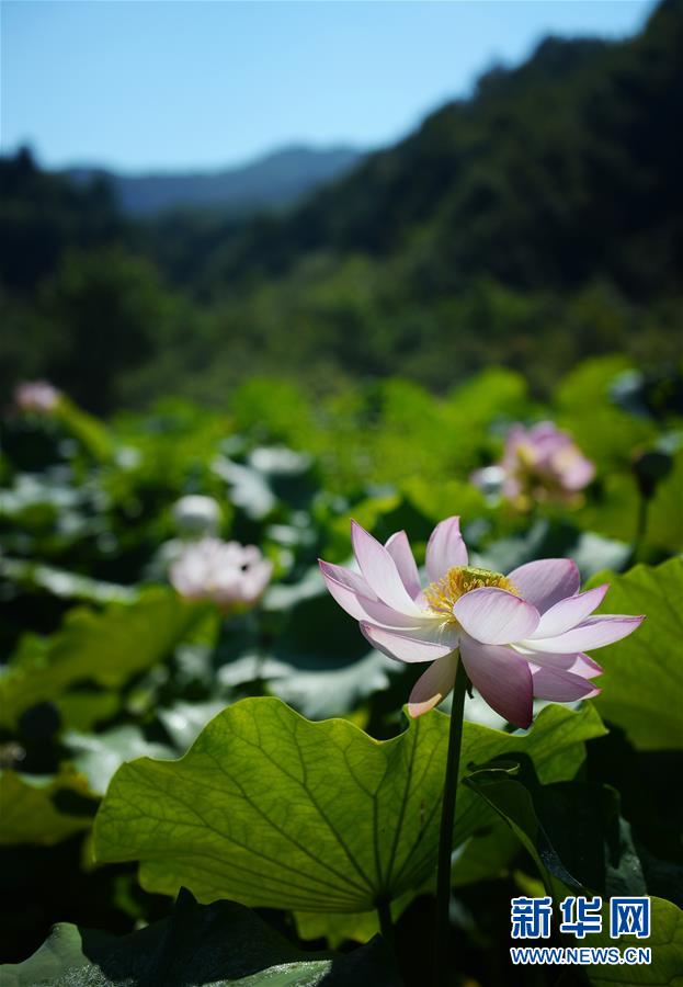 （環(huán)境）（4）高山芙蕖映日開(kāi)