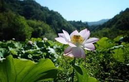 （環境）（3）高山芙蕖映日開