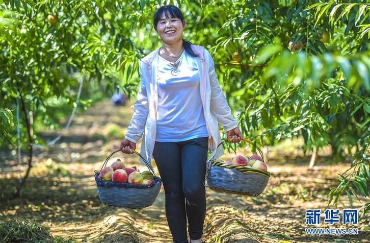 （經濟）（3）河北深州：蜜桃豐收富農家