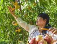 （經濟）（1）河北深州：蜜桃豐收富農家